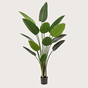 Strelitzia Plant Groen H190