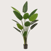 Strelitzia Plant Groen H190 D120