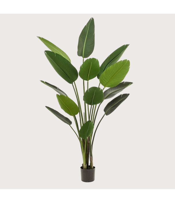 Strelitzia Plant Green H190 D120