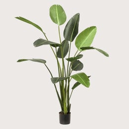 Strelitzia Plant Green H230