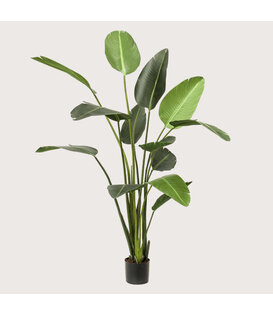 Strelitzia Plant Green H230 D150