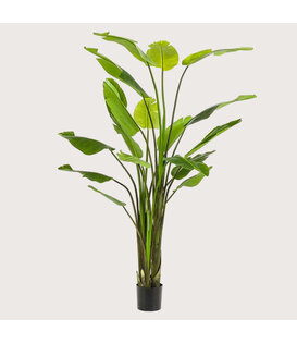 Strelitzia Plant Green H235 D170
