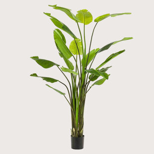 Strelitzia Plant Groen H235