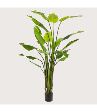 Strelitzia Plant Groen H235 D170