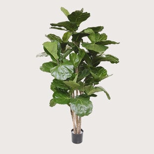 Ficus Lyrata Deluxe Groen H170