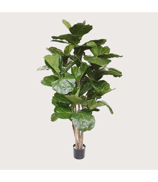 Ficus Lyrata Deluxe Groen H170 D100
