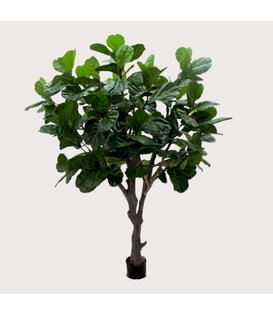 Ficus Lyrata Deluxe Groen H260 D200