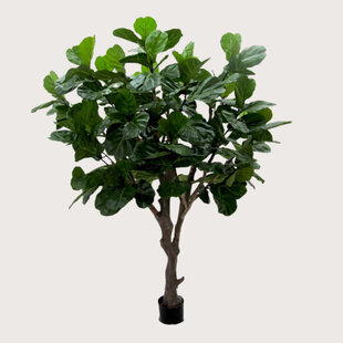 Ficus Lyrata Deluxe Groen H260