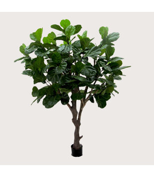 Ficus Lyrata Deluxe Green H260 D200