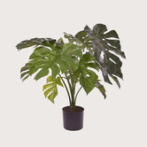 Monstera Groen H80 D90