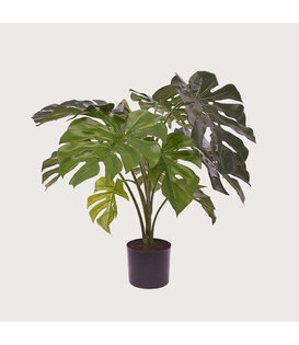 Monstera Groen H80 D50