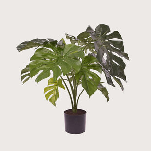 Monstera Groen H80 D50