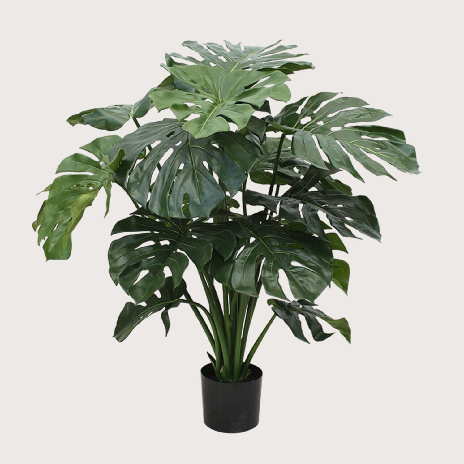 Pot - D100 H190 Groen Stam Op Deluxe Monstera on ‘v’Green 【超希少】Monsteradeliciosa か*う様 & Sfeermakers Vaas その他観葉植物