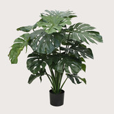 Monstera Groen H100 D90