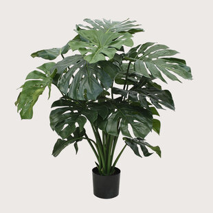 Monstera Groen H100 D90
