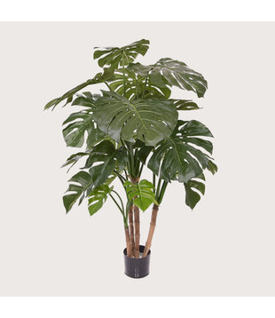 Monstera Deluxe Green H140 D95