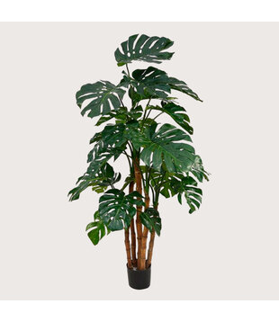 Monstera Deluxe Green H180 D105
