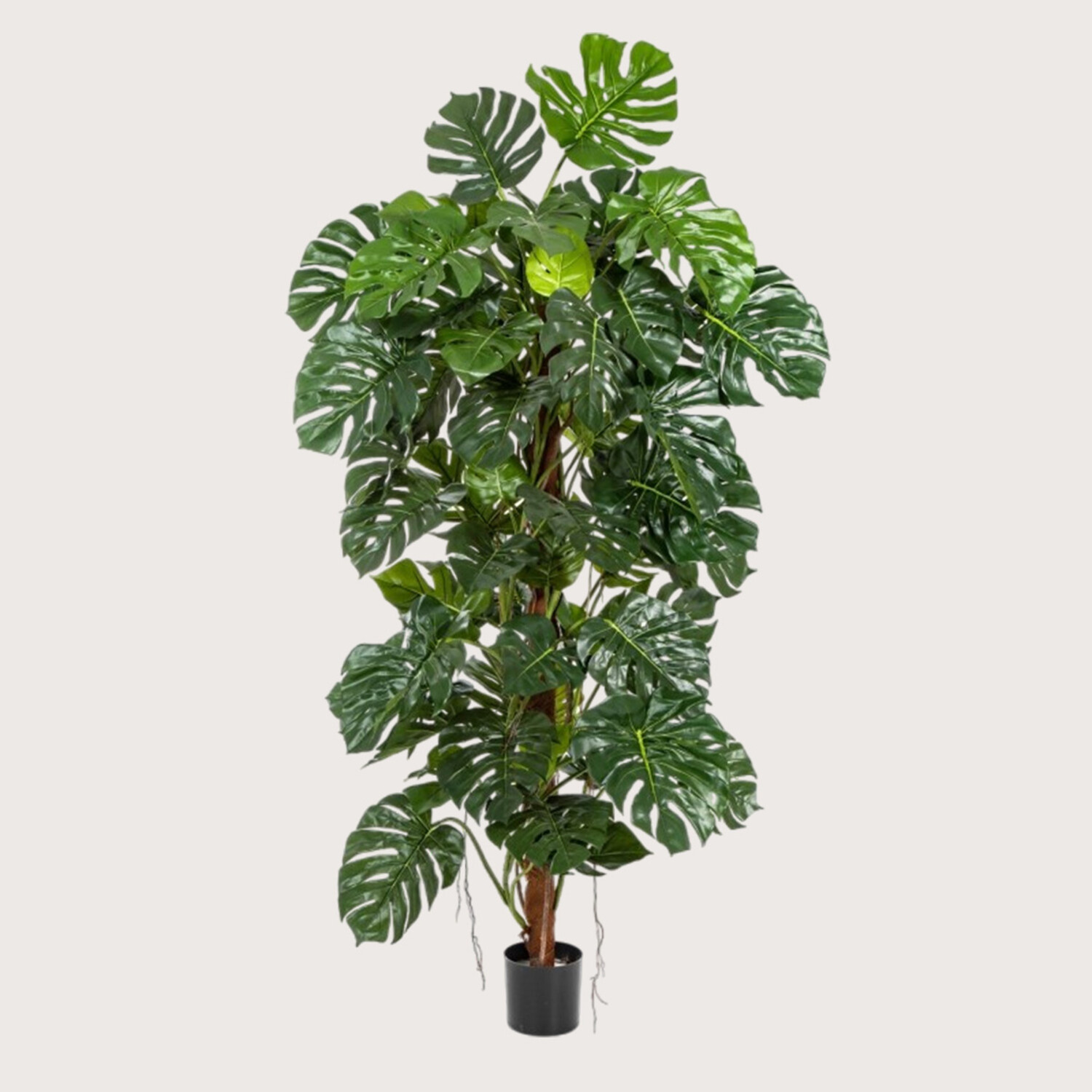 Monstera Deluxe Op Stam Groen H190 D100 - Pot & Vaas Sfeermakers
