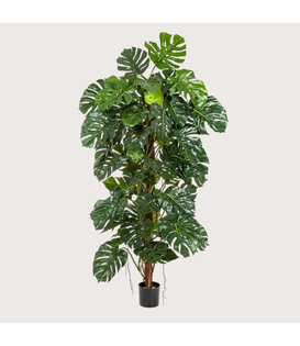Monstera Deluxe Op Stam Groen H190 D100