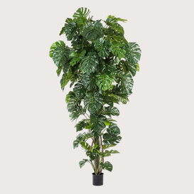 Monstera Deluxe Op Stam Groen H280 D140