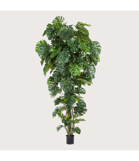 Monstera Deluxe Op Stam Groen H280 D140