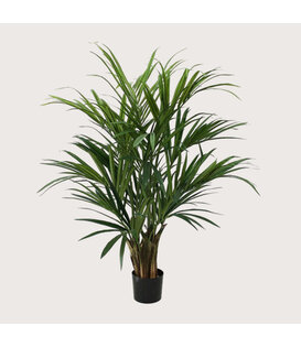 Kentia Palm Groen H140 D90
