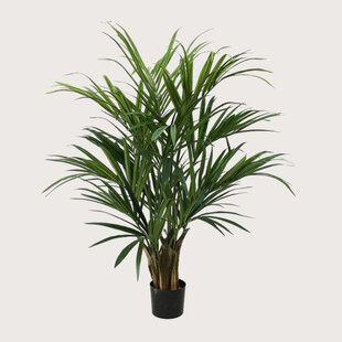 Kentia Palm Groen H140 D90