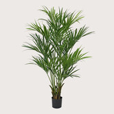 Kentia Palm Groen H190 D120