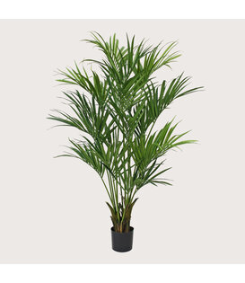 Kentia Palm Groen H190 D120