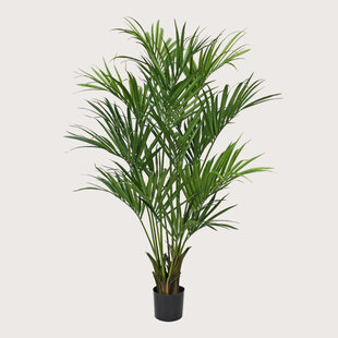 Kentia Palm Green H190 D120