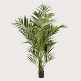 Kentia Palm Deluxe Groen H225 D150