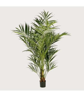 Kentia Palm Deluxe Green H225 D150