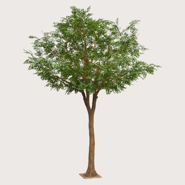 Murraya Deluxe Boom Groen H370 D260