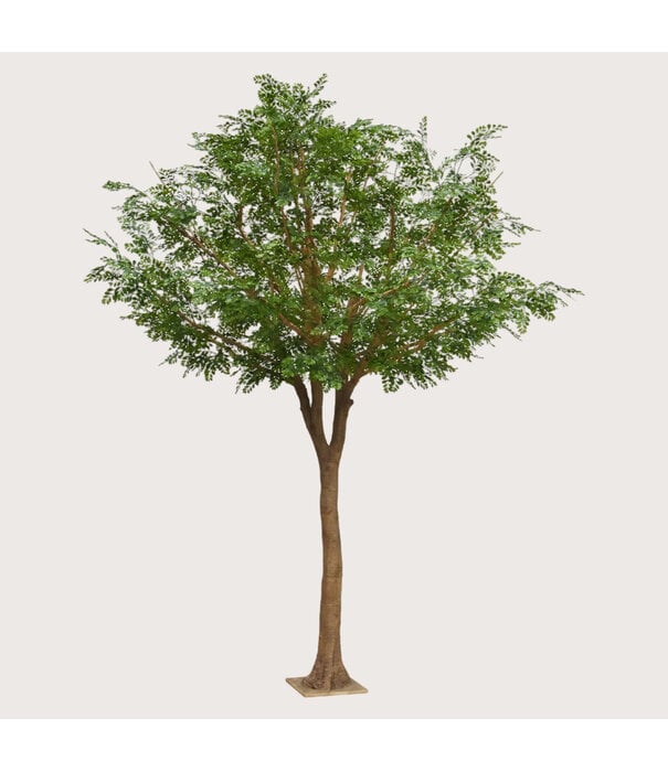 Murraya Deluxe Tree Green H370 D260