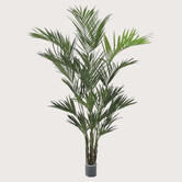 Kentia Palm XL Deluxe Groen H260 D150