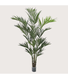 Kentia Palm XL Deluxe Groen H260 D200