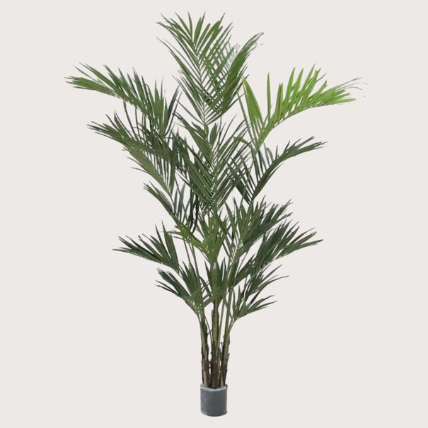 Kentia Palm XL Deluxe Green H260 D200