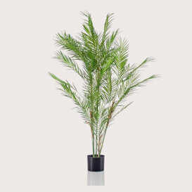 Chamaedorea Palm Green H120 D70
