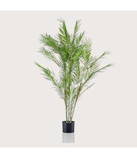 Chamaedorea Palm Green H120 D70