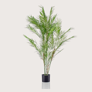 Chamaedorea Palm Groen H120 D70