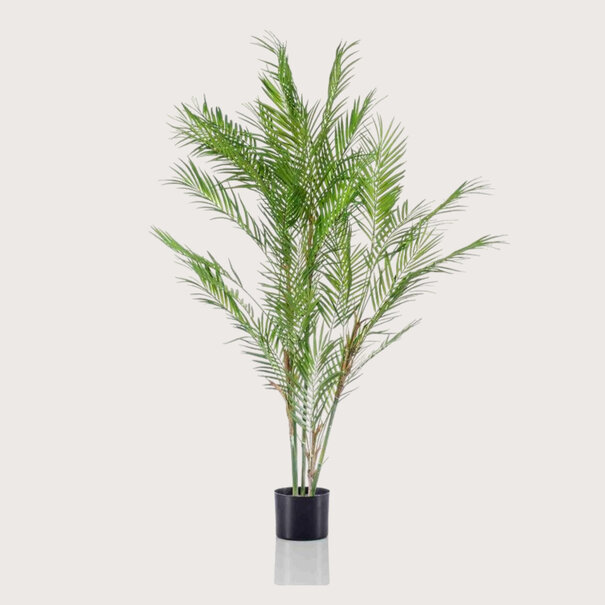 Chamaedorea Palm Green H120 D70