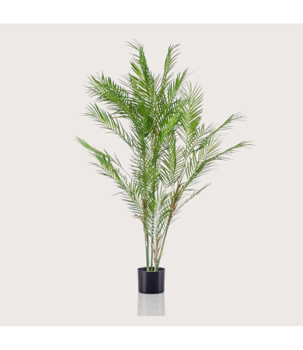 Chamaedorea Palm Green H120 D70