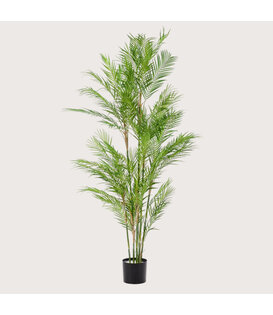 Chamaedorea Palm Groen H180 D100