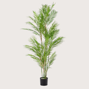 Chamaedorea Palm Green H180 D100