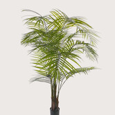 Areca Palm UV Groen H175 D120