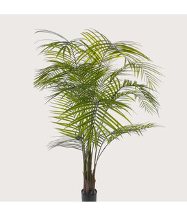 Areca Palm UV Green H175 D120