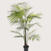 Areca palm UV Groen H195 D140