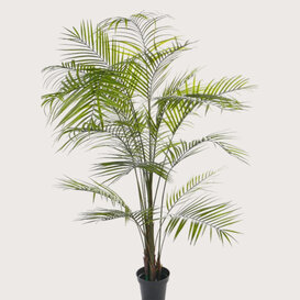 Areca Palm UV Green H195 D140