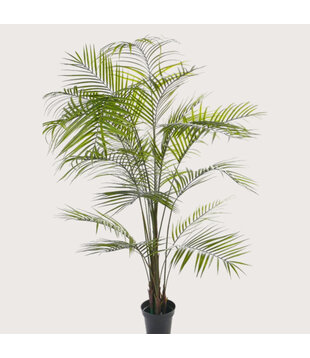 Areca Palm UV Green H195 D140