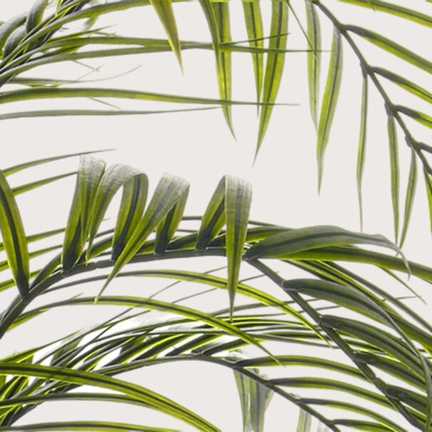 Areca palm UV Green H195 D140